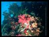 [deepsea-RedCoral n Fishes-sub00066]