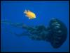 [sc-s095233-YellowTangFish Follows BlackJellyfish]