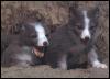 [Calender-March 98-ArcticFoxes-2Pups]
