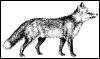 [Clipart-Fox-Drawing 00]