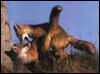[Foxes-Mating3]
