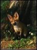 [RedFox3-Puppy out out burrow]