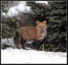 [RedFox86-Stands at edge of snow forest]