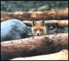 [RedFox 112-Face out of logs]