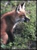[RedFox 115-Sitting in forest-Closeup]