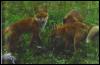 [RedFoxes-3RomperCubs1]