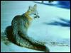 [aeb50017-GrayFox-on snow looks back]