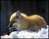 [animalwild093-RedFox-Sitting on snow]