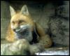 [animalwild094-RedFox-Relaxing-UnderRocks]
