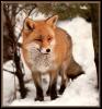 [red fox 56]