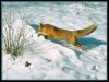 [red fox 16-chasing on snow]