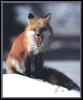 [red fox 17-snarls on snow]