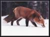 [red fox 23-searching on snow]