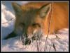 [red fox 26-on snow-Closeup]