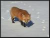 [red fox 28-sleepy walk on snow]