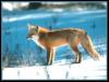 [red fox 42-stanting on snow]