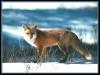 [red fox 43-stanting on snow]