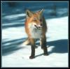 [red fox 48-snarls on snow]