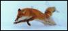 [redfox Chaser-Jumping in snow]