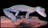 [Leaf-tailedGecko-pic54]