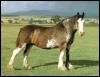[Clydesdale2-Horse-Standing OnGrass]