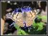 [Painted Lady1]
