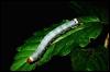 [ach50229-Caterpillar on leaf]