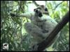 [Sifaka11-Lemurs-Mom N Baby]