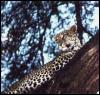 [leopard-a2-Resting-OnTree]