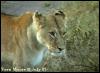 [Lioness01-Standing-InBush-Closeup]