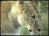 [Lioness03-Head-Closeup]