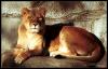 [Lioness]