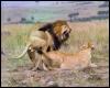 [Lions-Couple-Mating2]