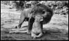 [Lions-Couple-Mating3]