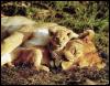 [Lions-SleepingMom-Baby-Cub14]