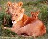 [Lions97c-Females-with-Cub]
