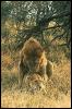 [SDZ 0021-Lions-Mating]