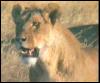 [bigcat11-lioness]
