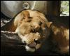 [lioness sleep1 8-29]