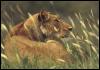 [lioness02]