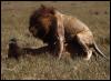 [lions08gt-mating]