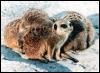 [meerkat group-MemphisZoo]