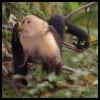 [Capuchin-baru-monkey-57]