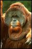 [SDZ 0246-Orangutan-Face]
