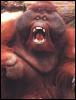 [animal1-Orangutan-yawning]