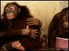 [orangutan hugs]