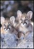 [Cougar-cubs02]