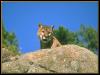 [Cougar 010-Face on rock]