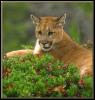 [Cougar 066-Sitting in bush]