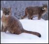 [Cougars-snow]
